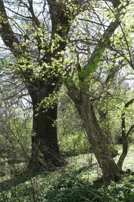 Konárovice, 21.4.2015
Duby na Souškách. 



Klíčová slova: Konárovice Duby na Souškách