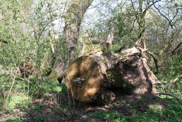 Konárovice, 21.4.2015
Duby na Souškách. 


Klíčová slova: Konárovice Duby na Souškách