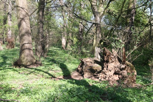 Konárovice, 21.4.2015
Duby na Souškách. 


Klíčová slova: Konárovice Duby na Souškách