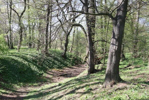 Konárovice, 21.4.2015
Duby na Souškách. 



Klíčová slova: Konárovice Duby na Souškách