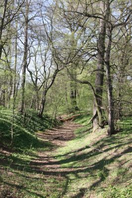 Konárovice, 21.4.2015
Duby na Souškách. 



Keywords: Konárovice Duby na Souškách