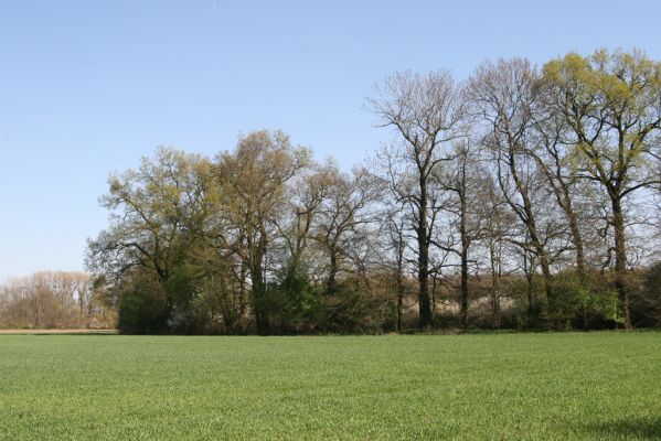 Konárovice, 21.4.2015
Duby na Souškách. 



Keywords: Konárovice Duby na Souškách