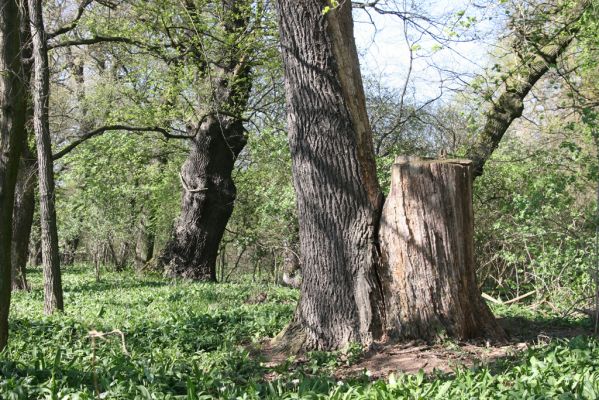 Konárovice, 21.4.2015
Duby na Souškách. 


Mots-clés: Konárovice Duby na Souškách