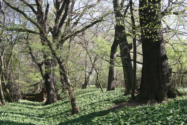 Konárovice, 21.4.2015
Duby na Souškách. 



Schlüsselwörter: Konárovice Duby na Souškách