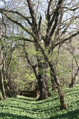 Konárovice, 21.4.2015
Duby na Souškách. 


Mots-clés: Konárovice Duby na Souškách