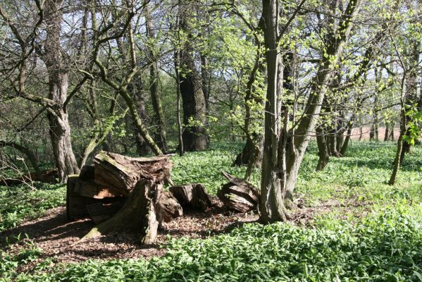 Konárovice, 21.4.2015
Duby na Souškách. Trouchnivé torzo dubu - biotop roháčka Aesalus scarabaeoides.


Klíčová slova: Konárovice Duby na Souškách Aesalus scarabaeoides