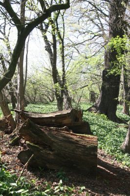 Konárovice, 21.4.2015
Duby na Souškách. Trouchnivé torzo dubu - biotop roháčka Aesalus scarabaeoides.



Klíčová slova: Konárovice Duby na Souškách Aesalus scarabaeoides