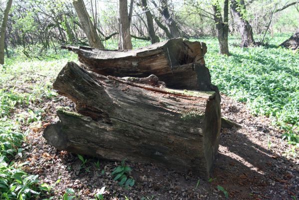 Konárovice, 21.4.2015
Duby na Souškách. Trouchnivé torzo dubu - biotop roháčka Aesalus scarabaeoides.



Schlüsselwörter: Konárovice Duby na Souškách Aesalus scarabaeoides