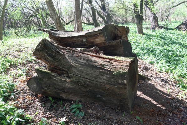 Konárovice, 21.4.2015
Duby na Souškách. Trouchnivé torzo dubu - biotop roháčka Aesalus scarabaeoides.



Mots-clés: Konárovice Duby na Souškách Aesalus scarabaeoides