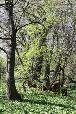 Konárovice, 21.4.2015
Duby na Souškách. 


Klíčová slova: Konárovice Duby na Souškách Aesalus scarabaeoides