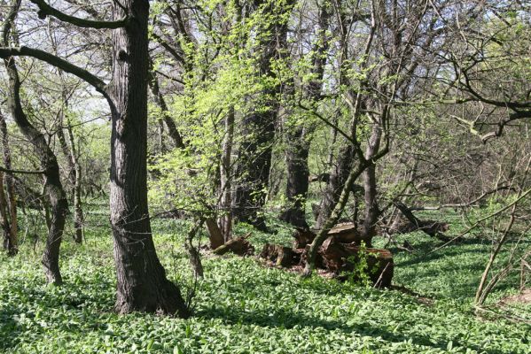 Konárovice, 21.4.2015
Duby na Souškách. 


Keywords: Konárovice Duby na Souškách Aesalus scarabaeoides