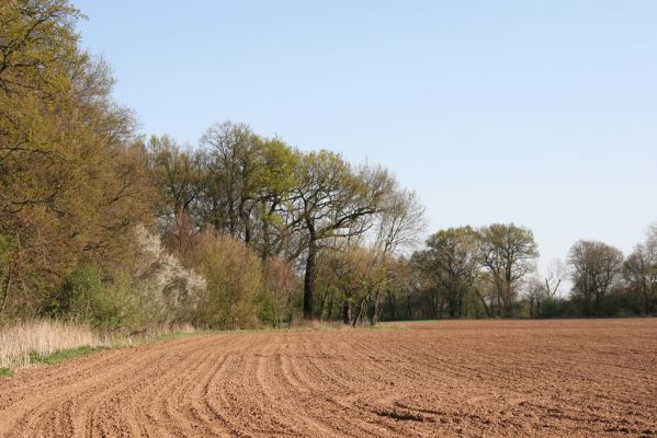 Konárovice, 21.4.2015
V Souškách, topolová alej u Klejnárky.



Keywords: Konárovice V Souškách Ampedus nigroflavus