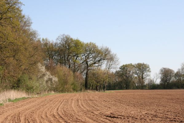 Konárovice, 21.4.2015
V Souškách, topolová alej u Klejnárky.



Klíčová slova: Konárovice V Souškách Ampedus nigroflavus