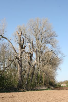 Konárovice, 21.4.2015
V Souškách, topolová alej u Klejnárky.


Klíčová slova: Konárovice V Souškách Ampedus nigroflavus