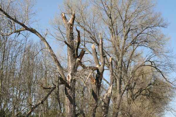 Konárovice, 21.4.2015
V Souškách, topolová alej u Klejnárky.



Schlüsselwörter: Konárovice V Souškách Ampedus nigroflavus