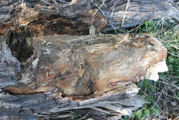 Konárovice, 21.4.2015
V Souškách, topolová alej u Klejnárky. Odlomená větev s obnaženou kukelní kolébkou kovaříka Ampedus nigroflavus.




Schlüsselwörter: Konárovice V Souškách Ampedus nigroflavus