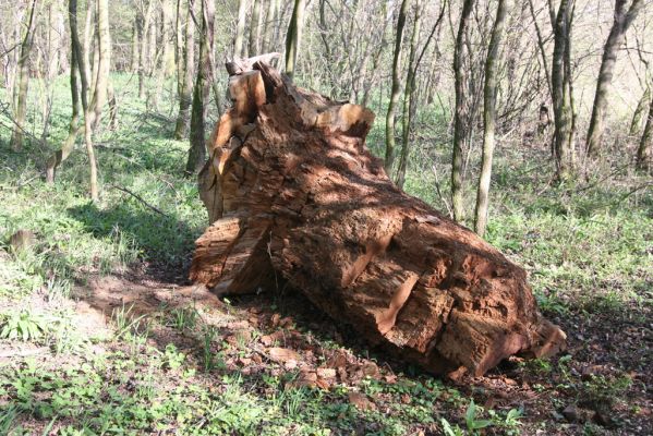 Konárovice, 21.4.2015
Duby na Souškách. Torzo kmene dubu osídlené larvami kovaříků Ampedus sp.



Klíčová slova: Konárovice Duby na Souškách