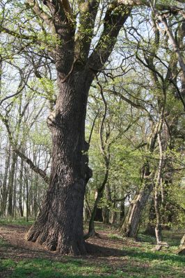 Konárovice, 21.4.2015
Duby na Souškách. 



Keywords: Konárovice Duby na Souškách