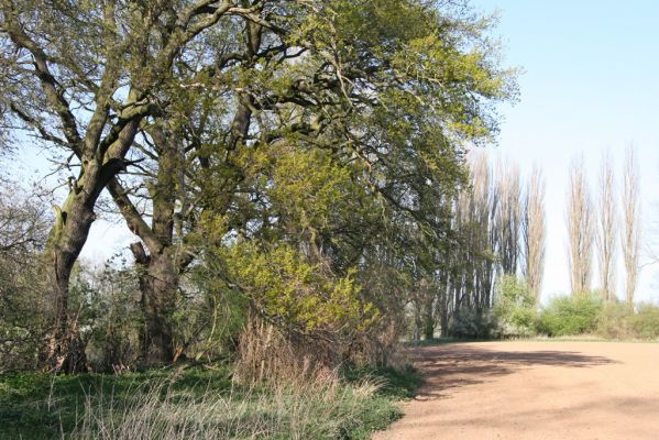 Konárovice, 21.4.2015
Duby na levém břehu Labe.


Klíčová slova: Konárovice Duby na Souškách