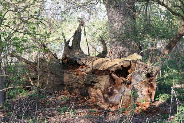 Konárovice, 21.4.2015
Torzo kmene dubu u levého břehu Labe. 
Klíčová slova: Konárovice Duby na Souškách Aesalus scarabaeoides Ampedus cardinalis