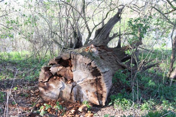 Konárovice, 21.4.2015
Torzo kmene dubu u levého břehu Labe. 

Keywords: Konárovice Duby na Souškách Aesalus scarabaeoides Ampedus cardinalis