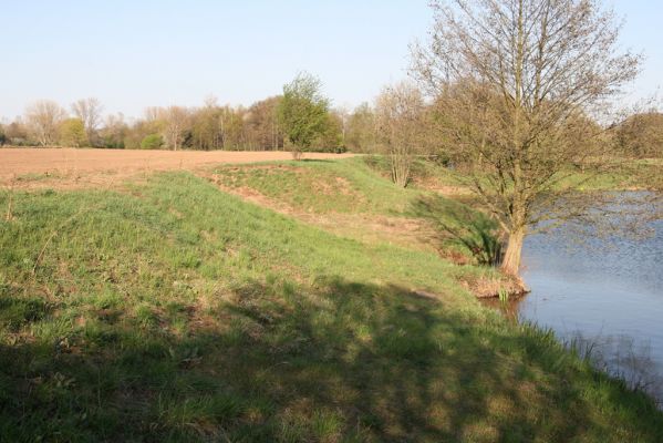 Konárovice, 21.4.2015
Písník u levého břehu Labe. Svah s pískomilnou vegetací. 
Schlüsselwörter: Konárovice písník