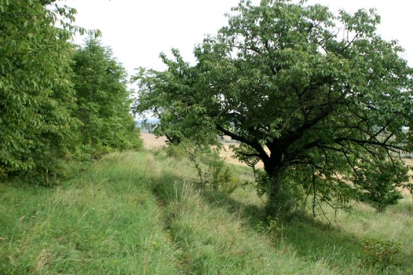 Konecchlumí, 15.8.2007
Jihozápadní úpatí vrchu Hůra. Svahy pod cestou od kostela jsou porostlé stepní vegetací. Biotop kovaříka Agriotes gallicus.
Klíčová slova: Konecchlumí vrch Hůra step Agriotes gallicus