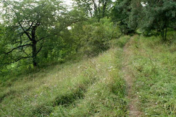 Konecchlumí, 15.8.2007
Jihozápadní úpatí vrchu Hůra. Svahy pod cestou ke kostelu jsou porostlé stepní vegetací. Biotop kovaříka Agriotes gallicus.
Klíčová slova: Konecchlumí vrch Hůra step Agriotes gallicus