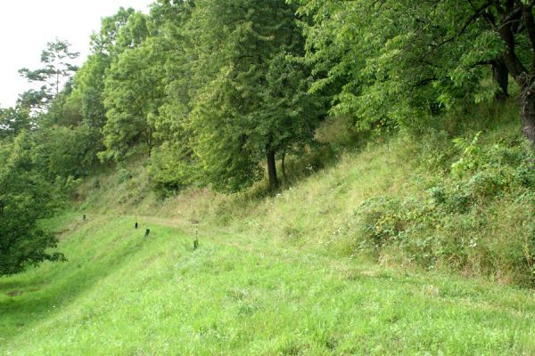 Konecchlumí, 15.8.2007
Jihozápadní úpatí vrchu Hůra. Svahy nad cestou do vsi jsou porostlé stepní vegetací. Biotop kovaříka Agriotes gallicus.
Schlüsselwörter: Konecchlumí vrch Hůra step Agriotes gallicus