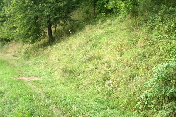 Konecchlumí, 15.8.2007
Jihozápadní úpatí vrchu Hůra. Svahy nad cestou do vsi jsou porostlé stepní vegetací. Biotop kovaříka Agriotes gallicus.
Klíčová slova: Konecchlumí vrch Hůra step Agriotes gallicus