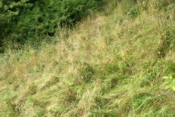 Konecchlumí, 15.8.2007
Jihozápadní úpatí vrchu Hůra. Svah nad cestou je porostlý stepní vegetací. Biotop kovaříka Agriotes gallicus.
Klíčová slova: Konecchlumí vrch Hůra step Agriotes gallicus