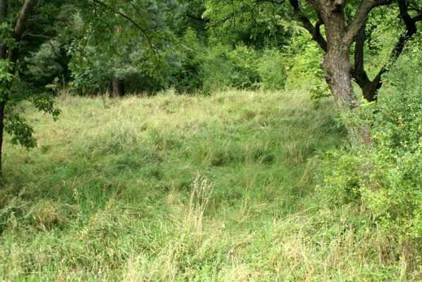 Konecchlumí, 15.8.2007
Jihozápadní úpatí vrchu Hůra. Třešňovka na svahu mezi lesem a polem je porostlá stepní vegetací. Biotop kovaříka Agriotes gallicus.
Mots-clés: Konecchlumí vrch Hůra step Agriotes gallicus