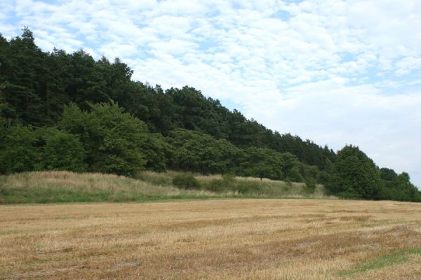 Konecchlumí, 15.8.2007
Jihozápadní úpatí vrchu Hůra. Třešňovka na svahu mezi lesem a polem je porostlá stepní vegetací. Biotop kovaříka Agriotes gallicus.
Keywords: Konecchlumí vrch Hůra step Agriotes gallicus