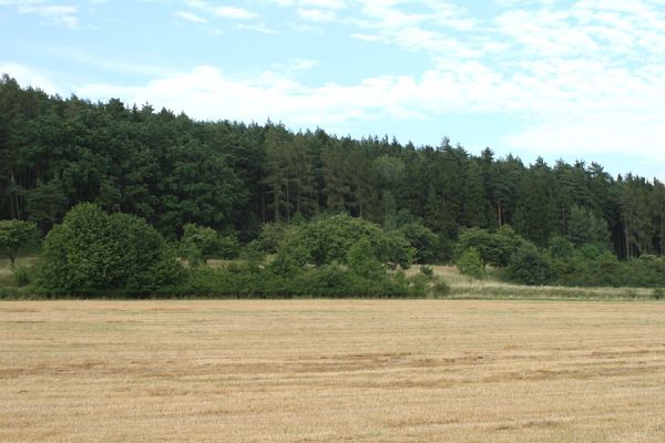 Konecchlumí, 15.8.2007
Jihozápadní úpatí vrchu Hůra. Třešňovka na svahu mezi lesem a polem je porostlá stepní vegetací. Biotop kovaříka Agriotes gallicus.
Klíčová slova: Konecchlumí vrch Hůra step Agriotes gallicus