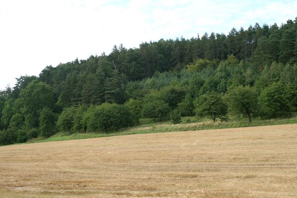 Konecchlumí, 15.8.2007
Jihozápadní úpatí vrchu Hůra. Třešňovka na svahu mezi lesem a polem je porostlá stepní vegetací. Biotop kovaříka Agriotes gallicus. Pohled k severozápadu.
Schlüsselwörter: Konecchlumí vrch Hůra step Agriotes gallicus