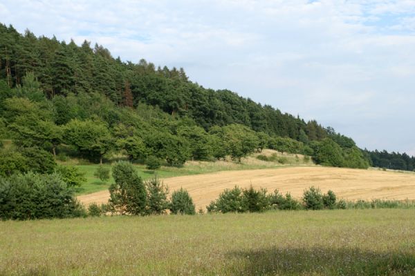 Konecchlumí, 15.8.2007
Jihozápadní úpatí vrchu Hůra. Třešňovka na svahu mezi lesem a polem je porostlá stepní vegetací. Biotop kovaříka Agriotes gallicus. Pohled k východu.
Schlüsselwörter: Konecchlumí vrch Hůra step Agriotes gallicus