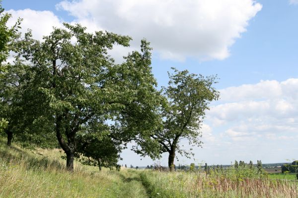 Konecchlumí, 26.7.2009
Třešňovka na jihozápadním úpatí vrchu Hůra.
Schlüsselwörter: Kostelec nad Orlicí Agriotes gallicus Anthaxia candens