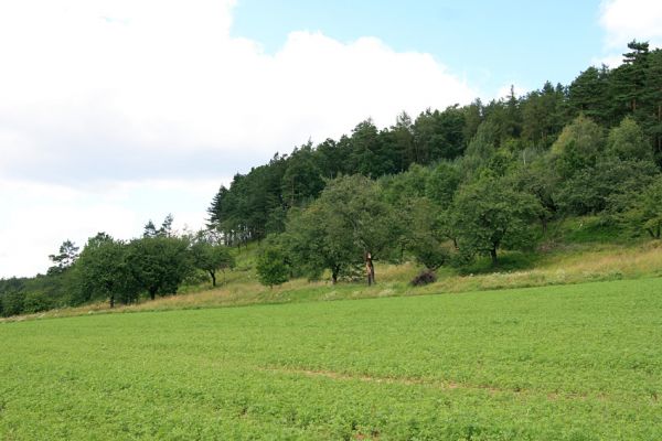 Konecchlumí, 26.7.2009
Třešňovka na jihozápadním úpatí vrchu Hůra.
Keywords: Konecchlumí Hůra Anthaxia candens Agriotes gallicus