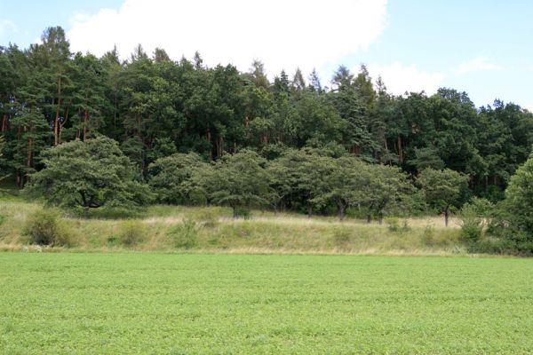 Konecchlumí, 26.7.2009
Třešňovka na jihozápadním úpatí vrchu Hůra.
Schlüsselwörter: Konecchlumí Hůra Anthaxia candens Agriotes gallicus