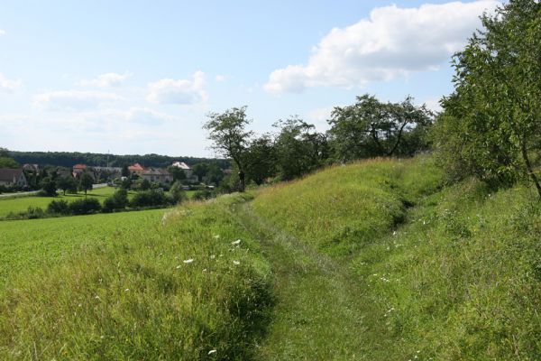 Konecchlumí, 26.7.2009
Step na jihozápadním úpatí vrchu Hůra.
Keywords: Konecchlumí Hůra Agriotes gallicus