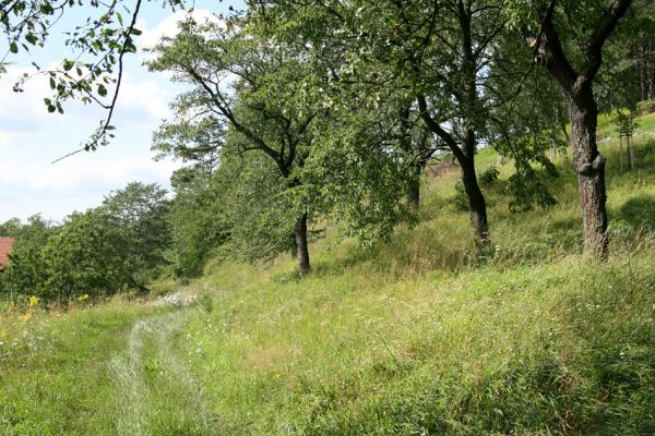 Konecchlumí, 26.7.2009
Třešňovka na jihozápadním úpatí vrchu Hůra.
Mots-clés: Konecchlumí Hůra Anthaxia candens Agriotes gallicus