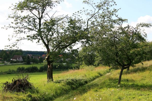 Konecchlumí, 26.7.2009
Třešňovka na jihozápadním úpatí vrchu Hůra.
Mots-clés: Konecchlumí Hůra Anthaxia candens Agriotes gallicus