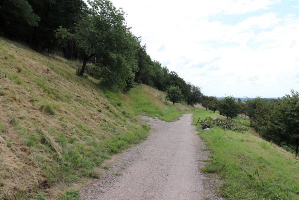 Konecchlumí, 6.8.2021
Třešňovka pod Mlázovickým chlumem.
Klíčová slova: Konecchlumí třešňovka Agriotes gallicus