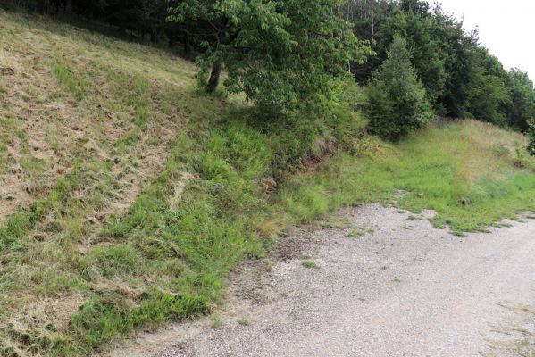 Konecchlumí, 6.8.2021
Třešňovka pod Mlázovickým chlumem.
Schlüsselwörter: Konecchlumí třešňovka Agriotes gallicus