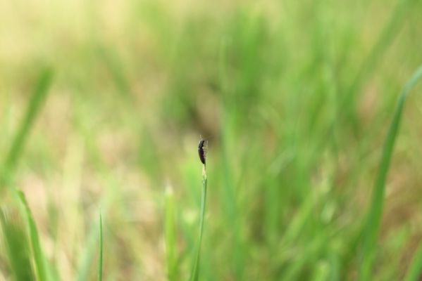 Konecchlumí, 6.8.2021
Třešňovka pod Mlázovickým chlumem - kovařík Agriotes gallicus.
Klíčová slova: Konecchlumí třešňovka Agriotes gallicus