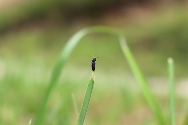 Konecchlumí, 6.8.2021
Třešňovka pod Mlázovickým chlumem - kovařík Agriotes gallicus.
Klíčová slova: Konecchlumí třešňovka Agriotes gallicus