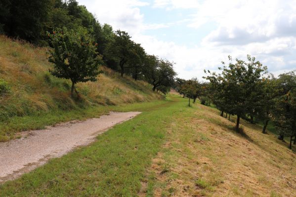 Konecchlumí, 6.8.2021
Třešňovka pod Mlázovickým chlumem.
Klíčová slova: Konecchlumí třešňovka Agriotes gallicus