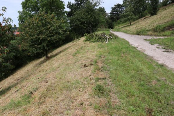 Konecchlumí, 6.8.2021
Třešňovka pod Mlázovickým chlumem.
Schlüsselwörter: Konecchlumí třešňovka Agriotes gallicus