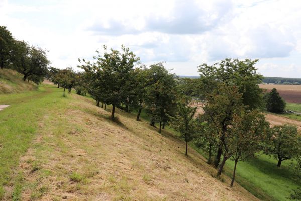 Konecchlumí, 6.8.2021
Třešňovka pod Mlázovickým chlumem.
Klíčová slova: Konecchlumí třešňovka Agriotes gallicus