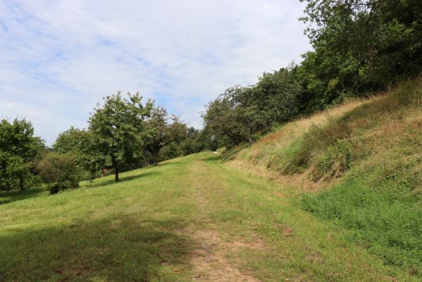 Konecchlumí, 6.8.2021
Třešňovka pod Mlázovickým chlumem.
Klíčová slova: Konecchlumí třešňovka Agriotes gallicus